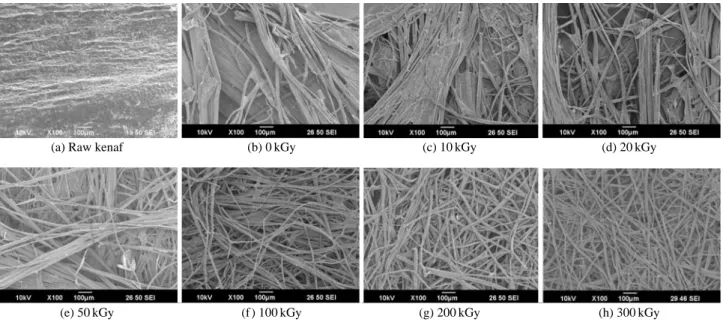 Fig. 2. SEM images of  (a) The raw kenaf, (b)-(h) Retted kenaf fibers by a combination of various EBI doses and 6% NaOH solution treatment.