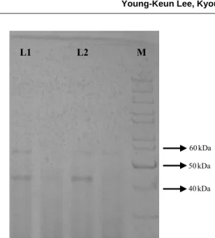 Fig. 3. SDS-PAGE analysis of chitinase from CHI2 and CHI4. L1-