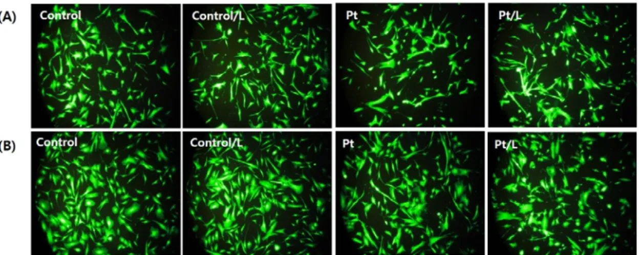 Figure  6.  Fluorescence  microscopy  images  of  hMSC  stained  by  Calcein-AM/EthD-1  dyes  on  Pt-TiO 2   NTs  for  24  hours  (A)  and  48  hours (B); Fluorescence images of live (green) and dead (red) stained hMSC on control (TiO 2  NTs/ Pt-TiO 2  NTs