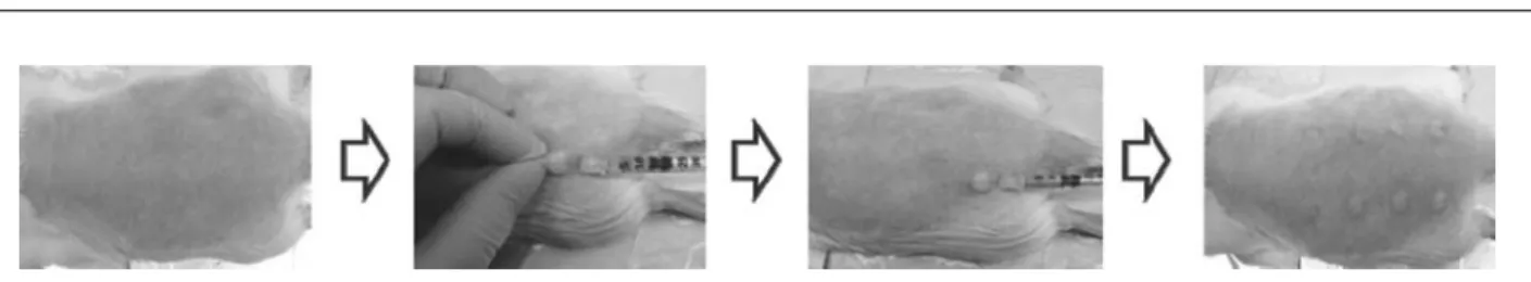 Fig. 2. Effect on PCA reactions of natural herbal extracts in rats skin. 