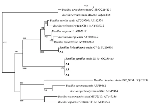 Fig. 1. 16S rDNA sequence based phylogenetic tree showing the relationship of Antifungal metabolite producing Bacillus isolates with other