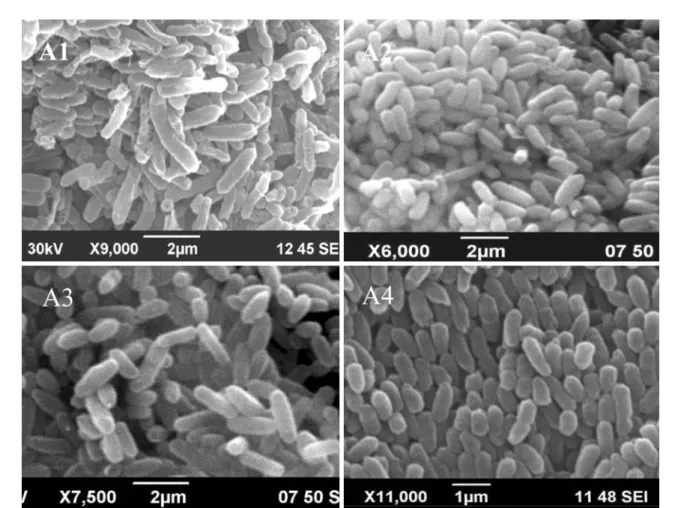 Fig. 2. Cell morphology of under Bacillus licheniformis strain A1 and strains A2, A3 and A4 of Bacillus pumilus under scanning electron