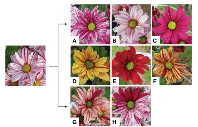Fig. 2. Mutation spectrum of flower color induced by gamma-ray irradiation in semi-double type chrysanthemum ‘Magic’