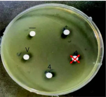 Figure  3.  Photograph  of  the  inhibition  zone  against  S.  mutans  by agar diffusion test formed after cycling in a shaking water bath to  evaluate  the  sustainability  of  the  antibacterial  activity