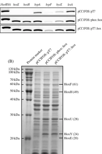 Fig. 2. Expression of hox-related genes and proteins in the trans-