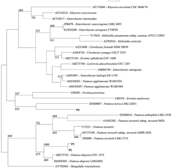 Fig. 1. 16S rDNA sequence based phylogenetic tree showing the relationship of phosphate solubilizing isolates with other related genera
