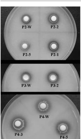 Fig. 3. Mineral phosphate solubilizing ability of wild type strains