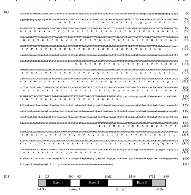 Fig. 1. Sequence and structure of the RocF3H gene. (a) Genomic DNA sequence and deduced amino acid sequence of RocF3H