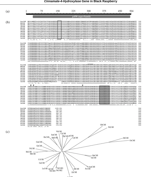 Fig. 2. Multiple sequence alignment and phylogenetic relationship of C4H proteins. (a) The cytochrome P450 conserved domain