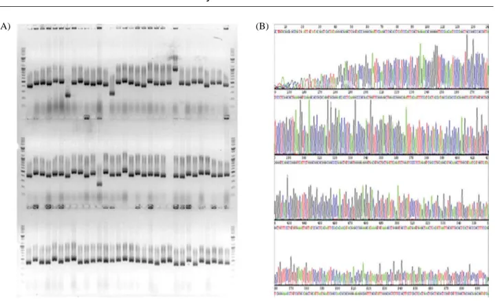 Fig. 3. A representative image of colony PCR (A) and DNA sequencing (B) results for PCR-clone library construction.