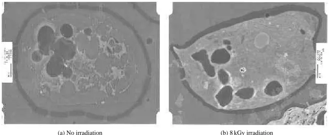 Fig. 1. TEM observation of Prorocentrum minimum.