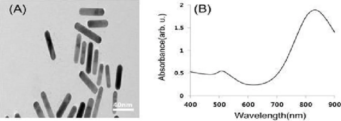 Figure  1.  Physical  properties  of  GNRs.  TEM  image(A)  and  UV-Visible  NIR  absorption  spectra(B)  of  the  GNRs  prepared  using  single  surfactant  mixture