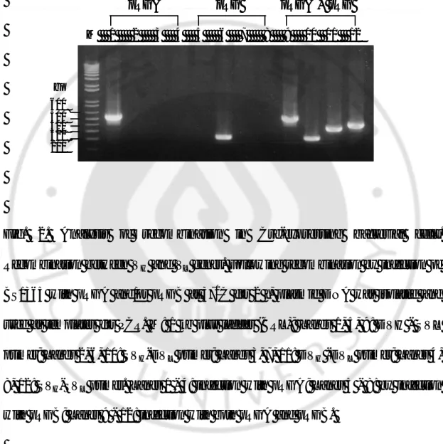 Fig. 2.  Analysis of recombination in  Cre-expressing bacterial cells. 