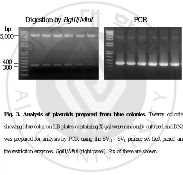 Fig.  3.  Analysis of plasmids prepared from blue colonies.  Twenty  colonies 