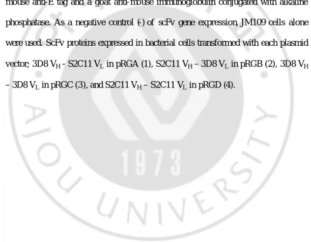 Fig. 4. Expression and functional analysis of scFv proteins. (A) Western blot  of 