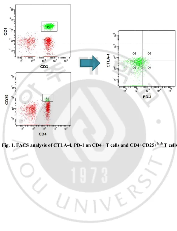 Fig. 1. FACS analysis of CTLA-4, PD-1 on CD4+ T cells and CD4+CD25+ high  T cells 