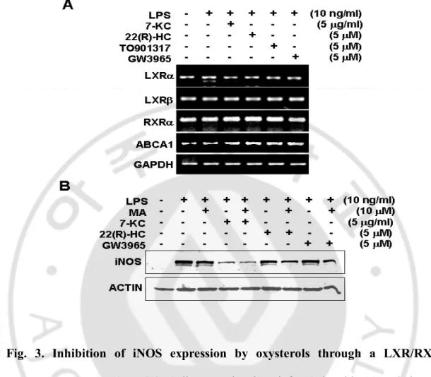Fig.  3.  Inhibition  of  iNOS  expression  by  oxysterols  through  a  LXR/RXR  heterodimer  activation