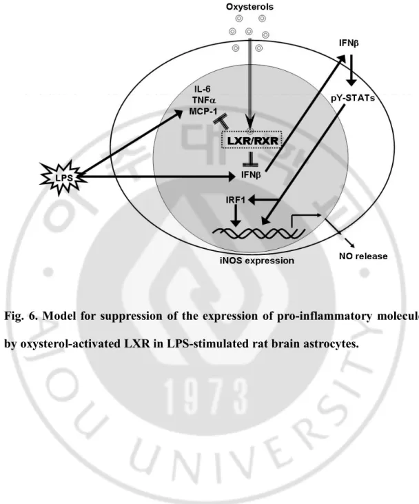Fig. 6. Model for suppression of the expression of pro-inflammatory molecules  by oxysterol-activated LXR in LPS-stimulated rat brain astrocytes
