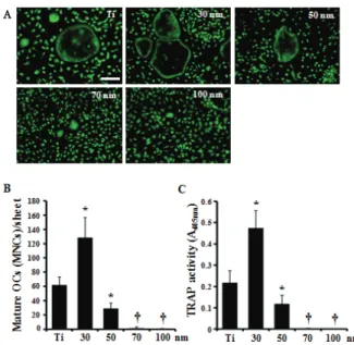 Figure  3.  Adhesion  of  BMMs  and  calvarial  osteoblasts  cultured  on TiO 2  nanotubular structure
