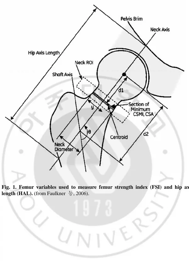Fig.  1.  Femur  variables  used  to  measure  femur  strength  index  (FSI)  and  hip  axis  length (HAL)