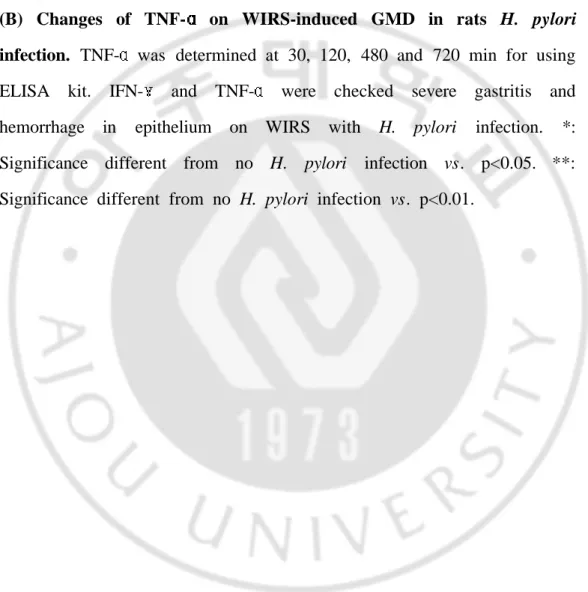 Fig.  5.  (A)  Changes  of  IFN- on  WIRS-induced  GMD  in  rats  with  H.  pylori  infection