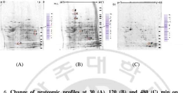 Fig.  6.  Change  of  proteomic  profiles  at  30  (A),  120  (B)  and  480  (C)  min  on 