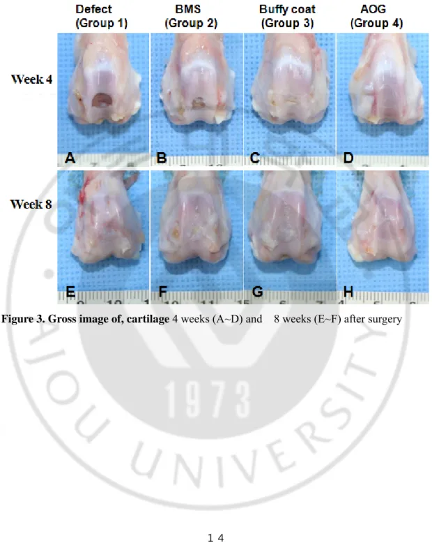 Figure 3. Gross image of, cartilage 4 weeks (A~D) and    8 weeks (E~F) after surgery 