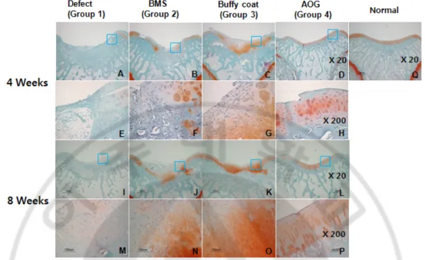 Figure 4. Safranin-O staining. 4 weeks (A~H) and 8 weeks (I~P) after surgery. An  Safranin-O staining image of normal cartilage was also provided (Q)