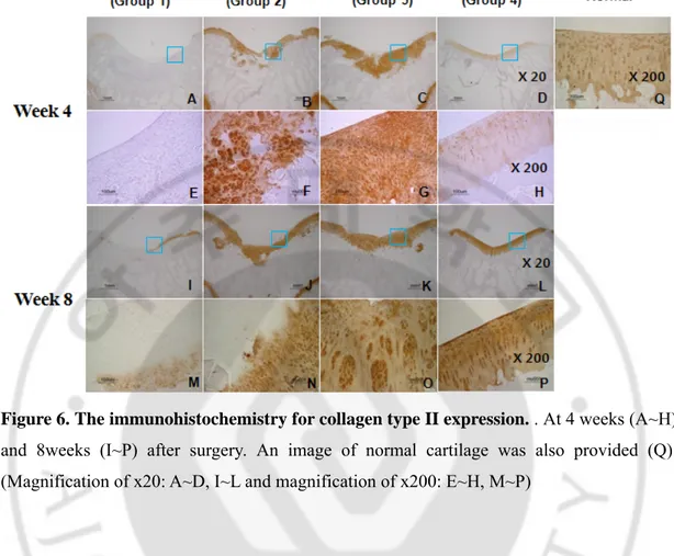 Figure 6. The immunohistochemistry for collagen type II expression. . At 4 weeks (A~H)  and 8weeks (I~P) after surgery