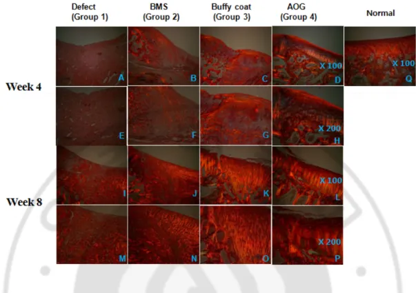 Figure 7. The sirius red staining image at 4 weeks (A~H) and 8 weeks (I~P) after  surgery