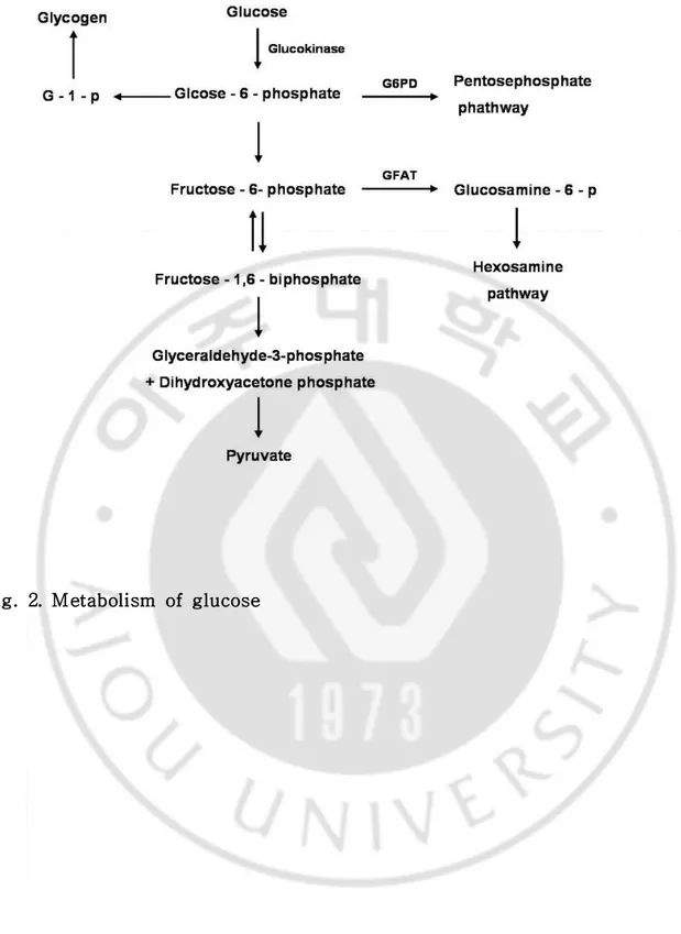Fig.  2.  Metabolism  of  glucose