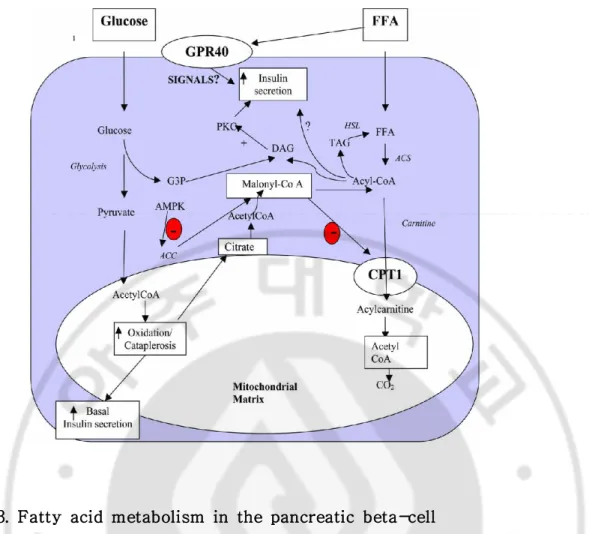 Fig.  3.  Fatty  acid  metabolism  in  the  pancreatic  beta-cell
