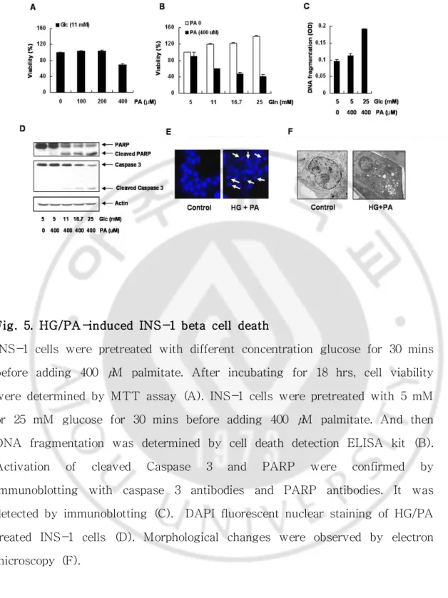 Fig.  5.  HG/PA-induced  INS-1  beta  cell  death 