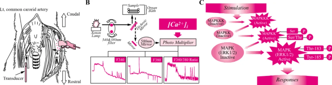 Figure 1. Schematic representation of the blood pressure mesurement (A), cytosolic Ca 2+  concentration  (B), and MAPK activation (C) on the environmental stimulation from eukaryotic cell