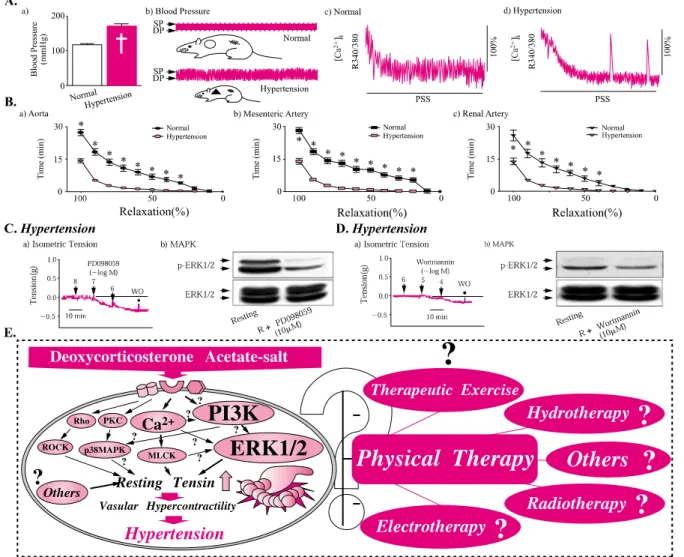 Figure 2. The effects of DOCA-salt treatment blood pressure, myogenic tone, [Ca 2+ ] i , phosphorylation of  ERK1/2 and PI3K from rat aortic smooth muscle strips.