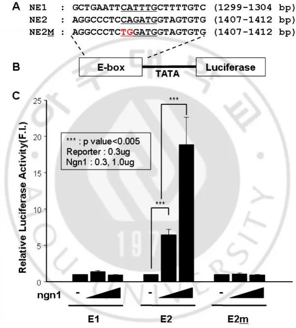 Fig 5. ngn1 specifically activated the E-box mediated reporter gene activity in P19 cells