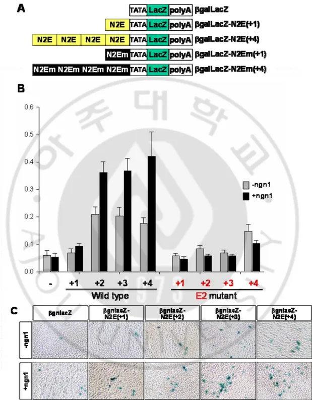 Fig 6. Transactivation of nestin enhancer by ngn1. (A) construction of βgnlacZ-N2E(+n)  and N2EM(+n)