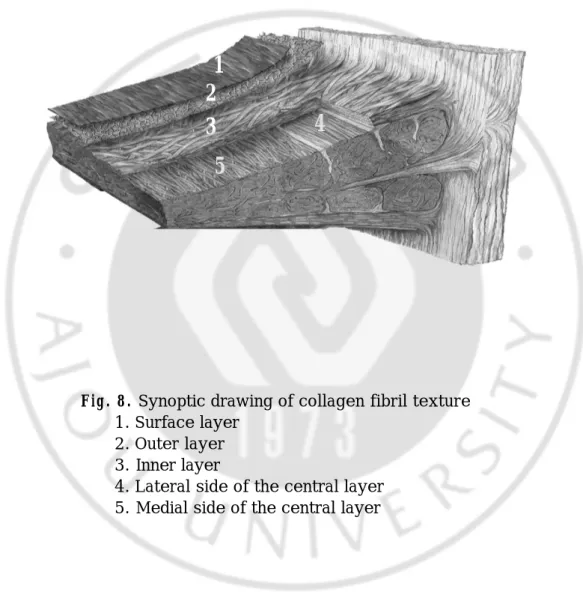 Fig. 8. Synoptic drawing of collagen fibril texture 
