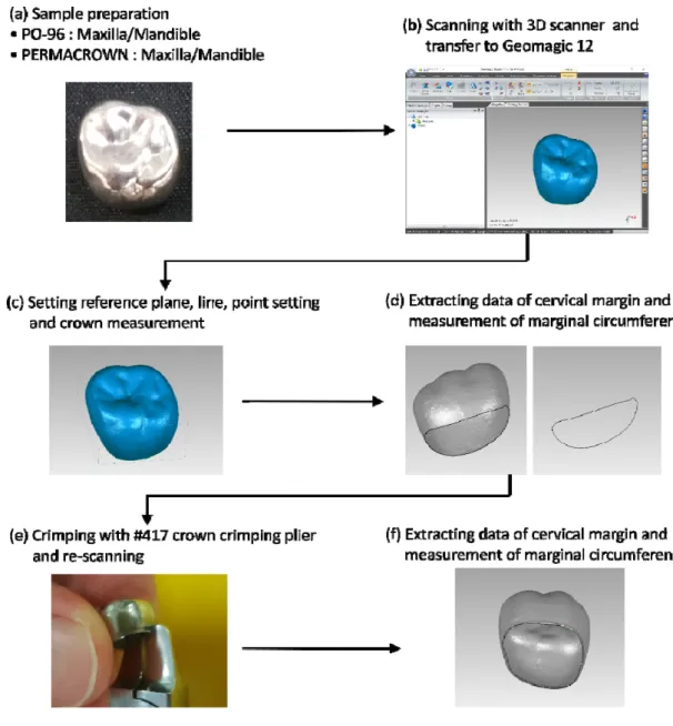 Figure  1.  Schematic  illustration  of  the  experimental  procedures.