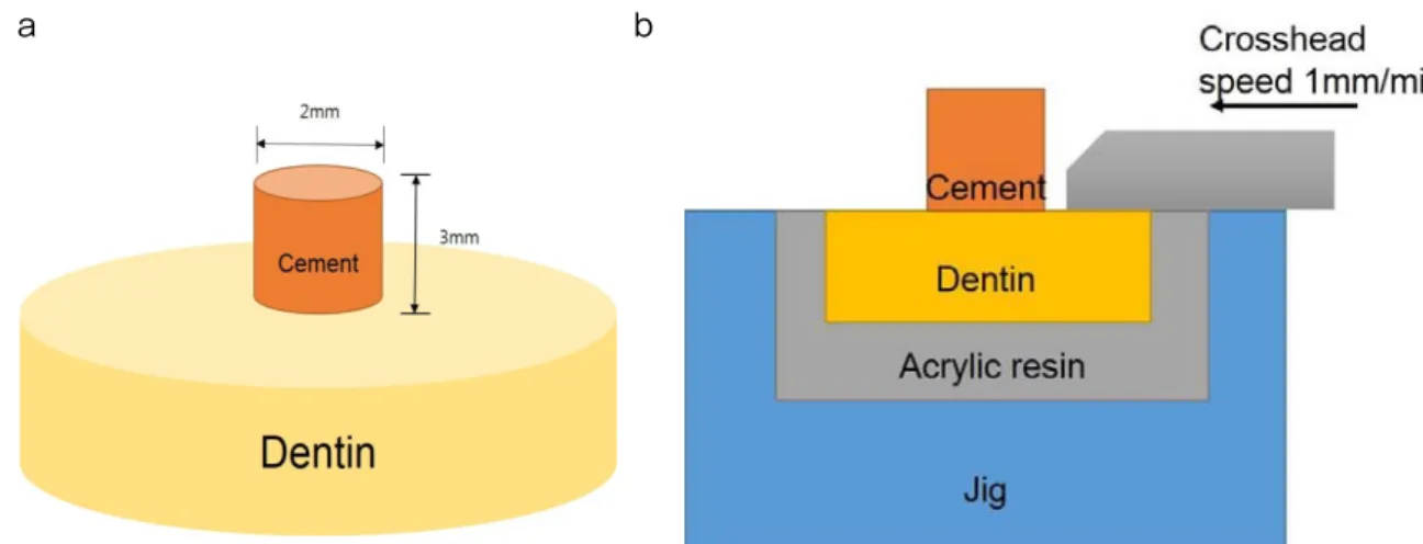 Figure  1.  Dimensions  of  dentin-cement  specimen  and  a  shear  bond  strength  test