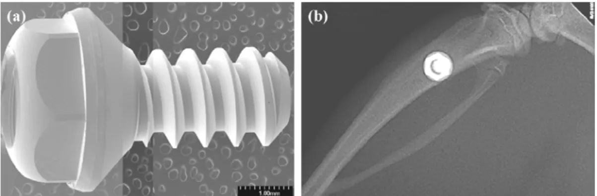 Figure  1.  SEM  image  (a)  of  experimental  Ti-6Al-4V  alloy  implant  specimen  and  X-ray  image  (b)  of  rat  tibias  placed  with  titanium  implants.