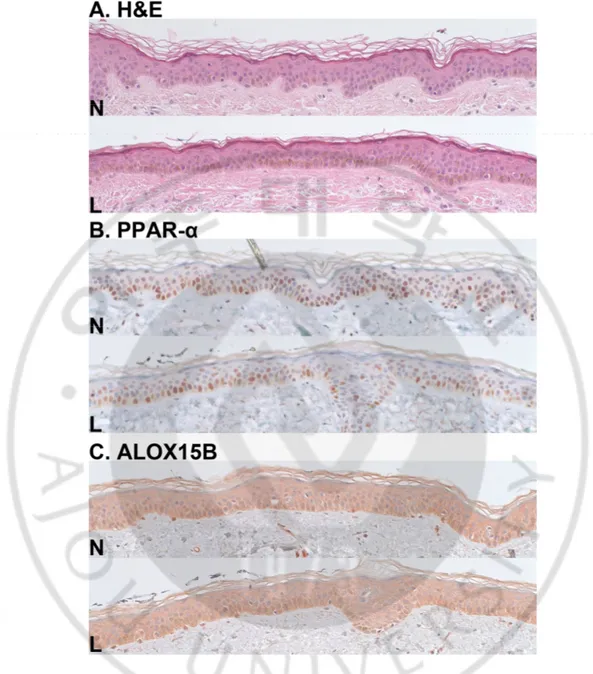 Fig.  7.  Expressions  of  PPAR-α  and  ALOX15B  and  stratum  corneum  thickness:  A