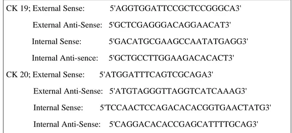 Fig. 1. Oligonucleotide Primers used in RT-PCR and Nested PCR.