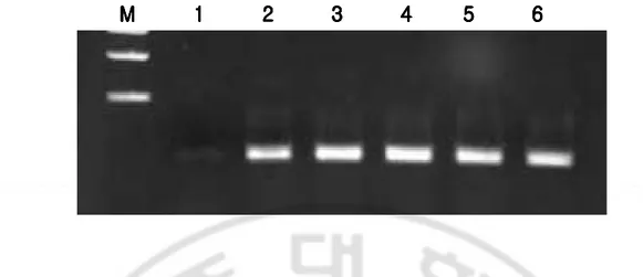 Fig. 6.    mRNA expression of CysLTR1 after CysLTR1 transfection in A549 cells. 