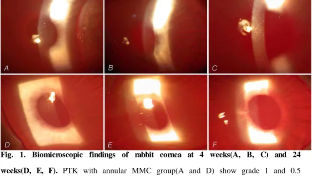 Fig.  1.  Biomicroscopic  findings  of  rabbit  cornea  at  4  weeks(A,  B,  C)  and  24  weeks(D,  E,  F)