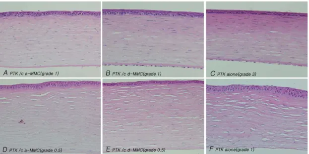 Fig.  3.  Histopathologic  findings  of  rabbit  cornea  at  4  weeks(A,  B,  C)  and  24  weeks(D,  E,  F)