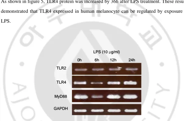 Fig. 4. LPS increases TLR2, TLR4, and MyD88 mRNA in human melanocytes. TLR2, 