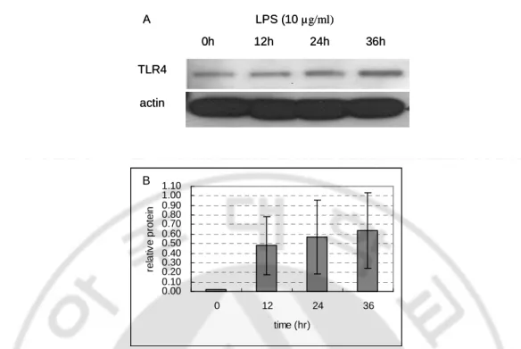 Fig.  5.  LPS  induces  TLR4  protein  in  human  melanocytes.  Regulation  of  TLR4  protein 
