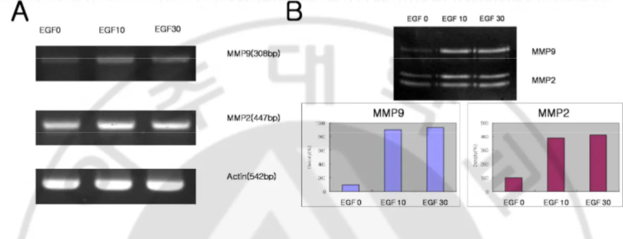 Fig.  8.  Induction  of  MMP-2  and  MMP-9  activities  by  EGF.    A:  RT-PCR  of  MMP-2  and MMP-9 in FaDu cells