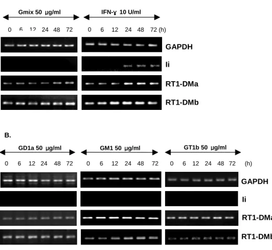 Fig.  5.  mRNA  expression  of  Ii  and  RT1-DMs  in  astrocytes.  Astrocytes  were